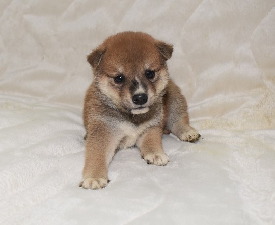 Puppy No. 16 - Souryuuan, a specialized Shiba Inu and