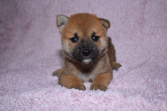いぬ購入12000 Puppy No. 001 - Souryuuan, a specialized Shiba Inu and