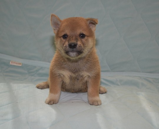 Puppy No.28 - Souryuuan, a specialized Shiba Inu and puppies' breeder