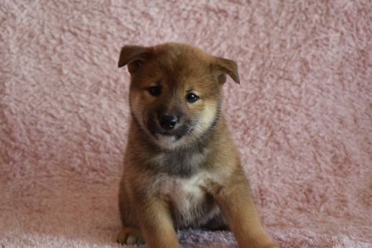 Puppy No. 002 - Souryuuan, a specialized Shiba Inu and puppies
