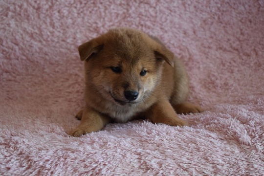 その他 SHIBA 1st COLOR The Tricksters' Coat Colours: a Brief Overview of Shiba Inu