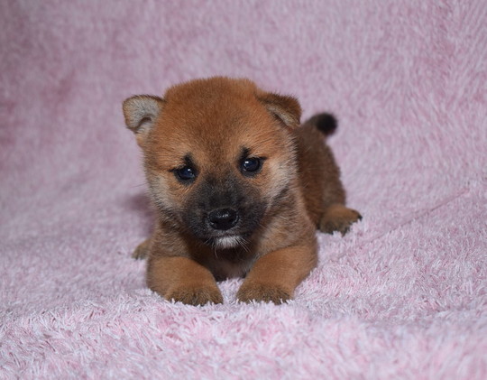 Puppy No. 001 - Souryuuan, a specialized Shiba Inu and