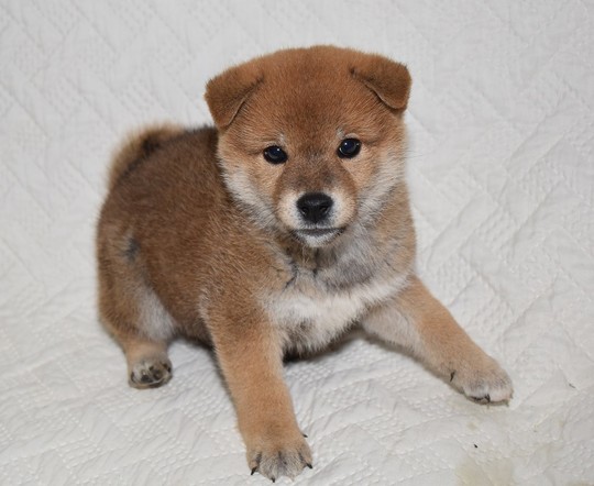 Puppy No. 52 - Souryuuan, a specialized Shiba Inu and puppies' breeder
