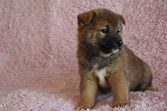 Puppy No. 004 - Souryuuan, a specialized Shiba Inu and puppies