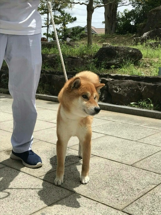 Representative dogs of our kennel (Male) - Souryuuan, a