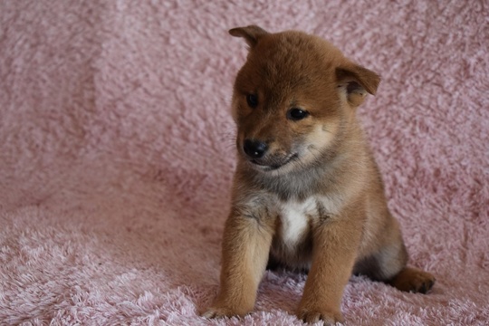 Puppy No. 005 - Souryuuan, a specialized Shiba Inu and puppies