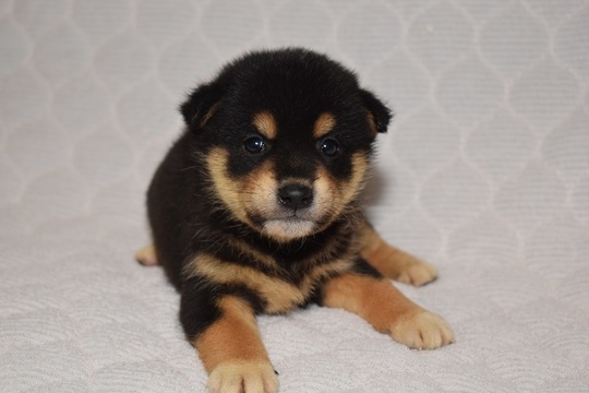SHIBA様 Puppy No. 003 - Souryuuan, a specialized Shiba Inu and