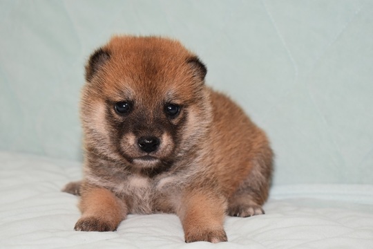 Puppy No. 39 - Souryuuan, a specialized Shiba Inu and puppies' breeder