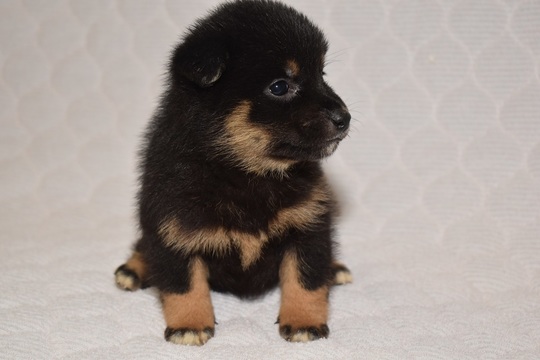 Puppy No. 24 - Souryuuan, a specialized Shiba Inu and puppies' breeder