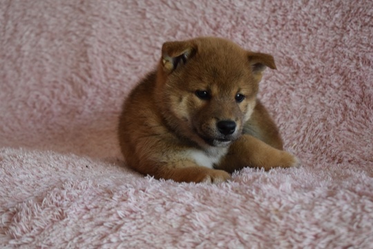 いし犬 いし犬 いし犬 71oP2YksYzL._UF350,350_QL80_.jpg