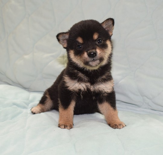 Puppy No. 21 - Souryuuan, a specialized Shiba Inu and