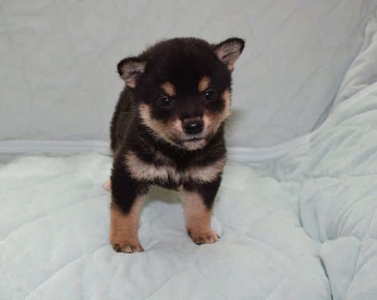 Puppy No. 21 - Souryuuan, a specialized Shiba Inu and puppies
