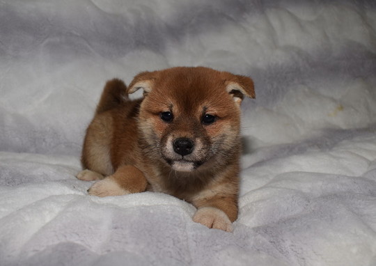 Puppy No. 007 - Souryuuan, a specialized Shiba Inu and