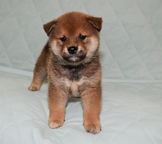 Puppy No. 17 - Souryuuan, a specialized Shiba Inu and puppies' breeder