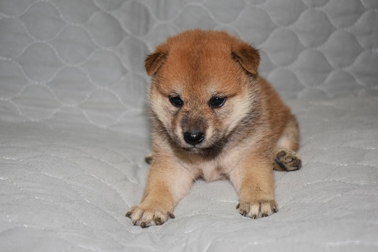 いぬズ Puppy No. 12 - Souryuuan, a specialized Shiba Inu and