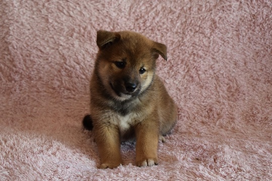 Puppy No. 002 - Souryuuan, a specialized Shiba Inu and puppies