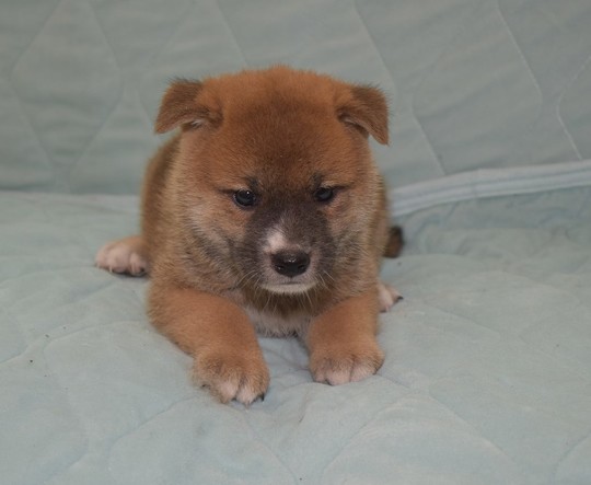 Puppy No. 26 - Souryuuan, a specialized Shiba Inu and puppies' breeder