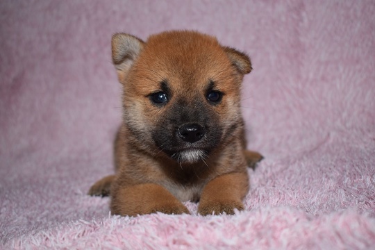 SHIBA様 Shiba Inu Pedigree