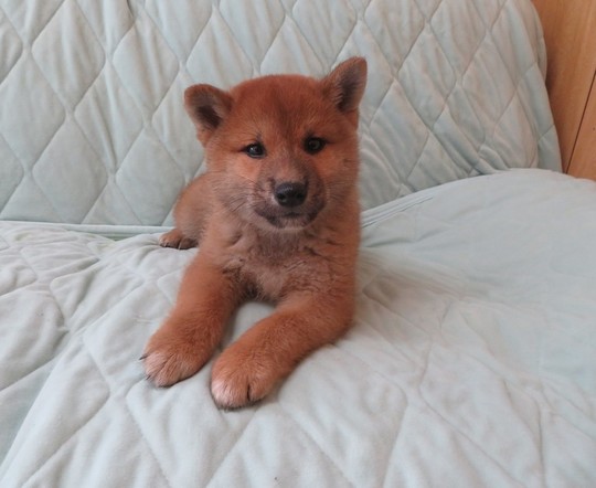 Puppy No. 49 - Souryuuan, a specialized Shiba Inu and puppies' breeder
