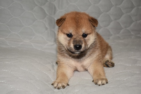 shiba様 Puppy No. 12 - Souryuuan, a specialized Shiba Inu and