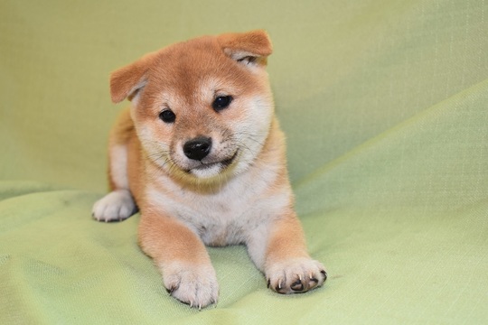 Puppy No. 14 - Souryuuan, a specialized Shiba Inu and puppies