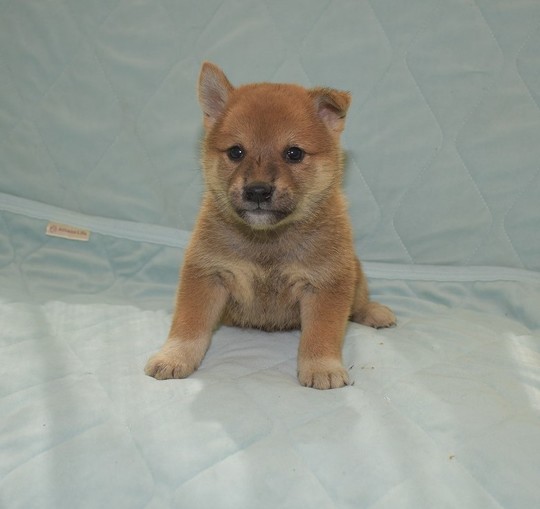 shiba様 smart_phone_6df5607a.jpg