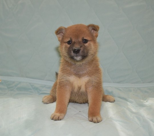 Puppy No. 27 - Souryuuan, a specialized Shiba Inu and puppies' breeder