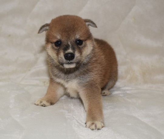 Puppy No. 16 - Souryuuan, a specialized Shiba Inu and puppies