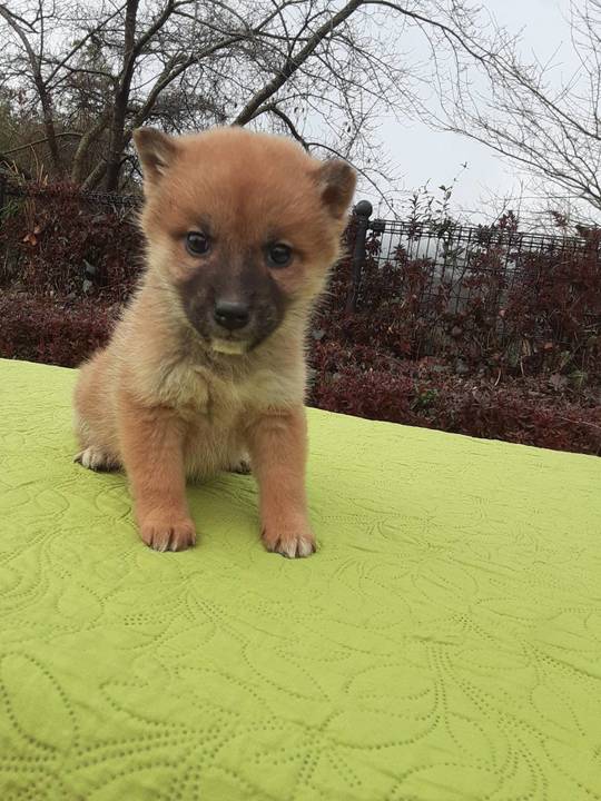 shibaさま＊確認ページです Puppy No. 62 - Souryuuan, a specialized Shiba Inu and puppies' breeder