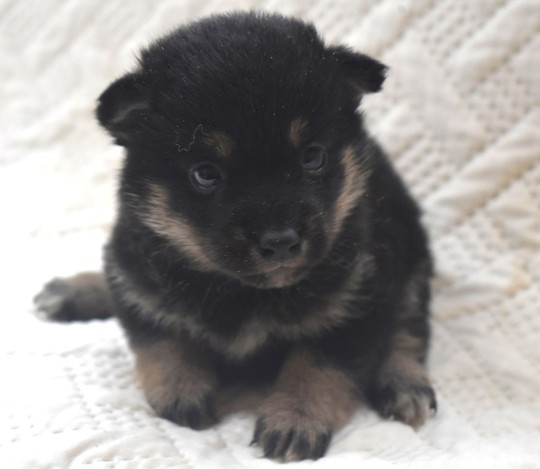 SHIBA様 Puppy No. 003 - Souryuuan, a specialized Shiba Inu and