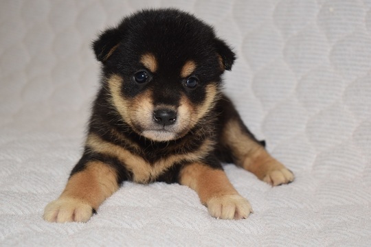いぬズ Puppy No. 22 - Souryuuan, a specialized Shiba Inu and