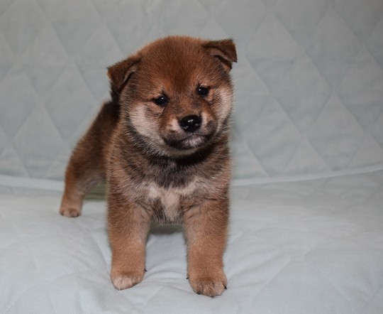Puppy No. 17 - Souryuuan, a specialized Shiba Inu and puppies' breeder
