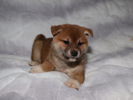 Puppy No. 007 - Souryuuan, a specialized Shiba Inu and