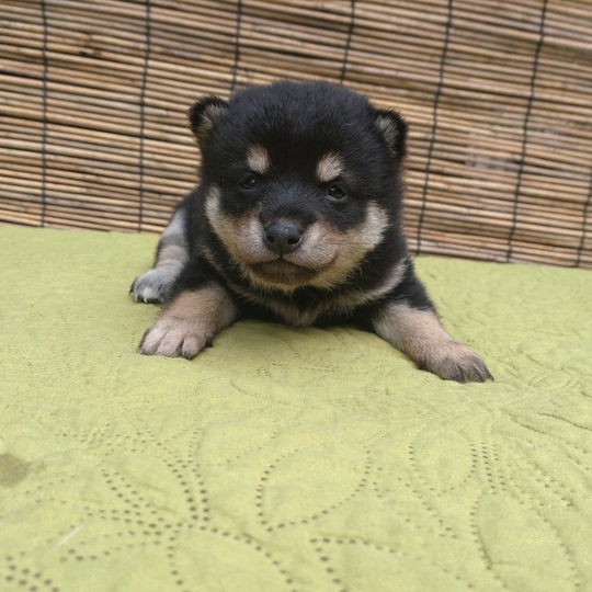 Puppy No. 61 - Souryuuan, a specialized Shiba Inu and puppies' breeder