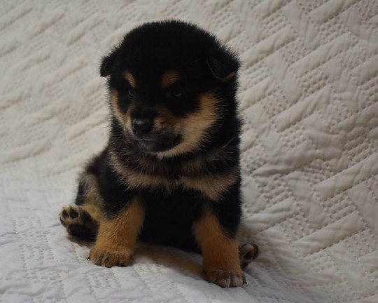 Puppy No. 48 - Souryuuan, a specialized Shiba Inu and puppies' breeder