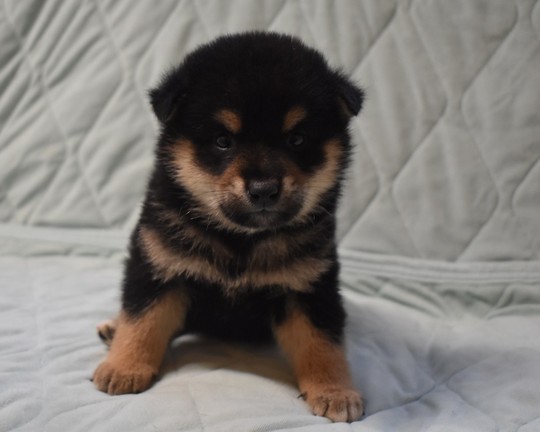 Shiba black sales puppy