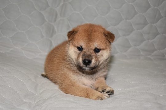 Puppy No. 12 - Souryuuan, a specialized Shiba Inu and puppies