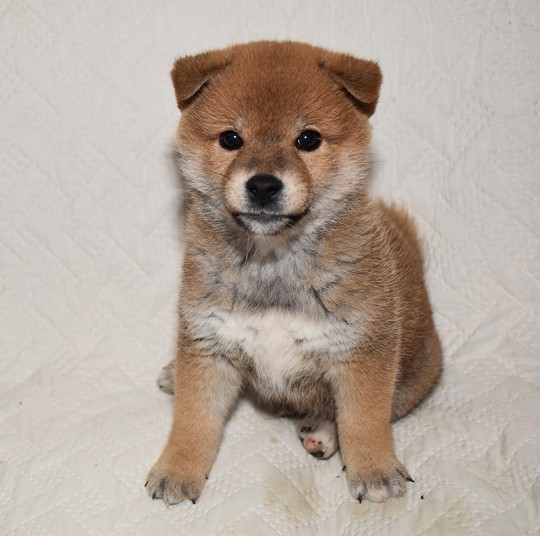 Puppy No. 52 - Souryuuan, a specialized Shiba Inu and puppies' breeder