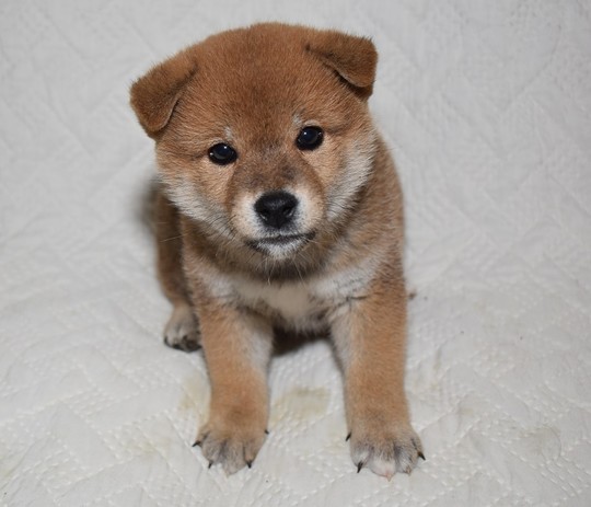 shibaさま＊オーダー品になります Puppy No. 52 - Souryuuan, a specialized Shiba Inu and puppies' breeder