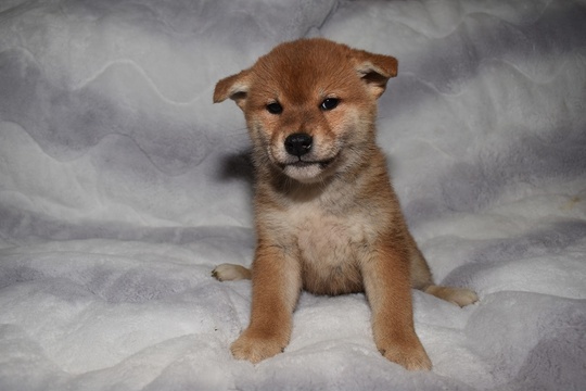 Puppy No. 008 - Souryuuan, a specialized Shiba Inu and puppies