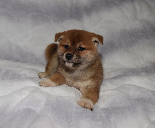いぬズ Shiba Inu dogs look happy after encountering many wildlife