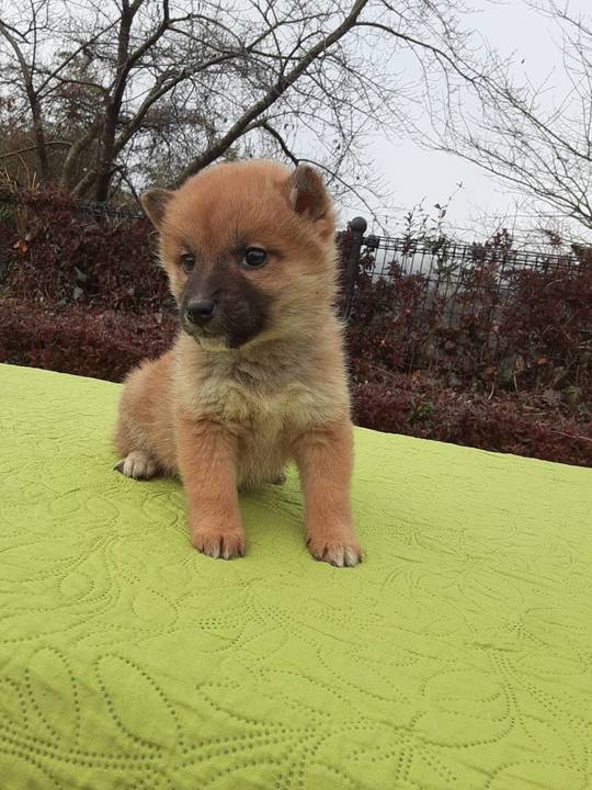 Puppy No. 62 - Souryuuan, a specialized Shiba Inu and puppies' breeder