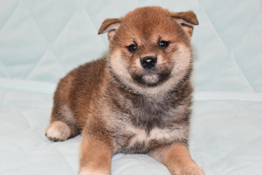 しばいぬ Puppy No. 18 - Souryuuan, a specialized Shiba Inu and puppies' breeder