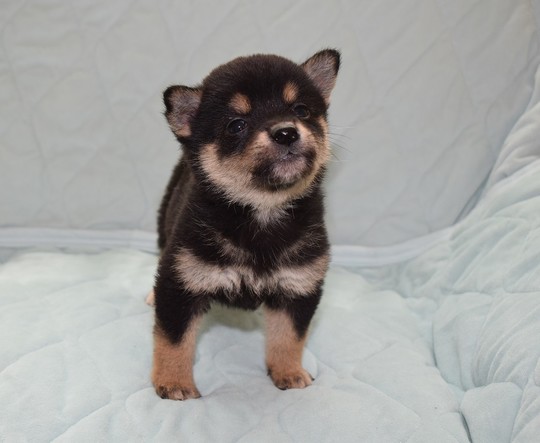 Puppy No. 21 - Souryuuan, a specialized Shiba Inu and puppies