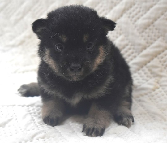 Puppy No. 53 - Souryuuan, a specialized Shiba Inu and puppies' breeder