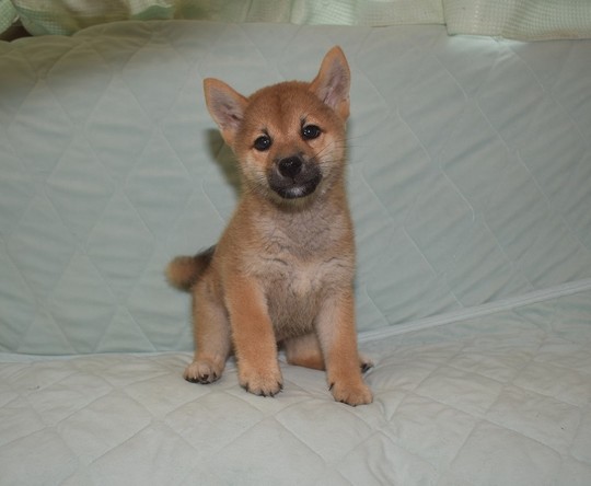 shiba様 smart_phone_cb499b3e.jpg