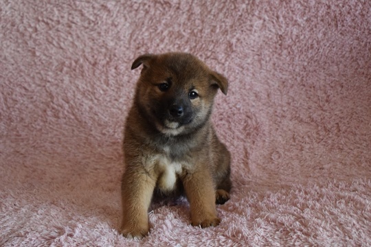 Puppy No. 004 - Souryuuan, a specialized Shiba Inu and puppies
