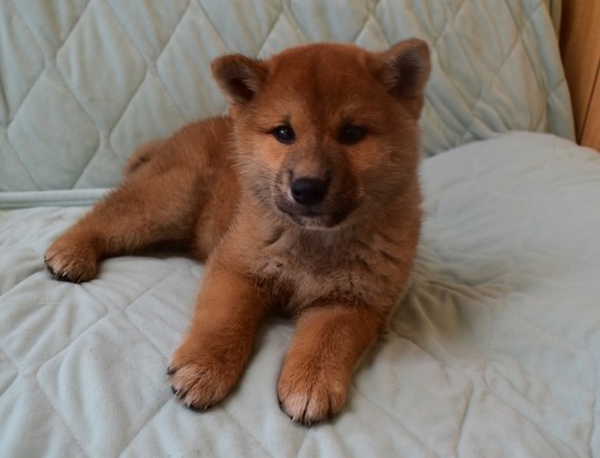 Puppy No. 49 - Souryuuan, a specialized Shiba Inu and puppies' breeder