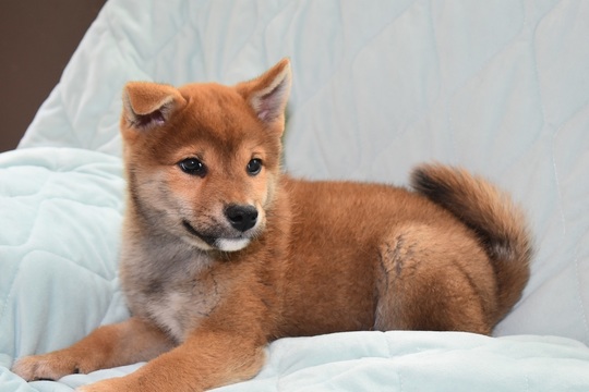 Puppy No. 19 - Souryuuan, a specialized Shiba Inu and puppies' breeder
