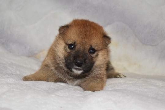 Puppy No. 54 - Souryuuan, a specialized Shiba Inu and